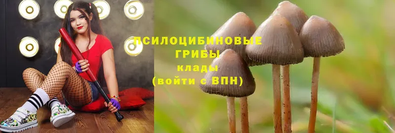 MEGA вход  Владивосток  Псилоцибиновые грибы Cubensis 